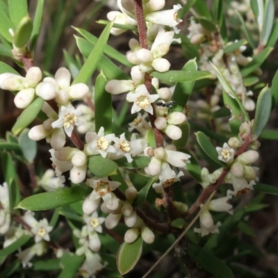 Monotoca scoparia (Broom Heath) at Stromlo, ACT - 1 May 2023 by RobG1