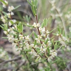 Monotoca scoparia at Stromlo, ACT - 1 May 2023