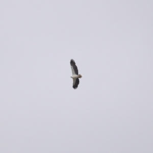 Icthyophaga leucogaster at Cleveland, QLD - 27 Jul 2023 09:35 AM