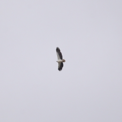 Haliaeetus leucogaster (White-bellied Sea-Eagle) at Cleveland, QLD - 27 Jul 2023 by TimL