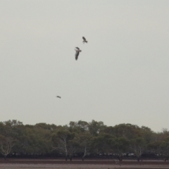 Icthyophaga leucogaster at Cleveland, QLD - 27 Jul 2023 09:35 AM