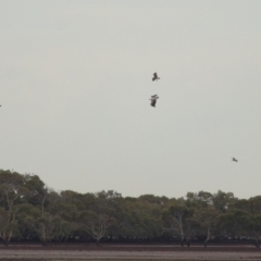 Icthyophaga leucogaster at Cleveland, QLD - 27 Jul 2023 09:35 AM