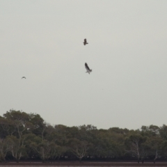 Icthyophaga leucogaster at Cleveland, QLD - 27 Jul 2023 09:35 AM