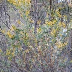 Acacia cultriformis (Knife Leaf Wattle) at Fadden, ACT - 28 Jul 2023 by LPadg