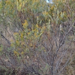 Acacia cultriformis at Fadden, ACT - 28 Jul 2023