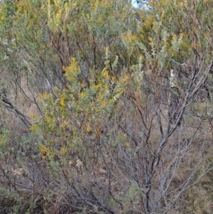 Acacia cultriformis at Fadden, ACT - 28 Jul 2023