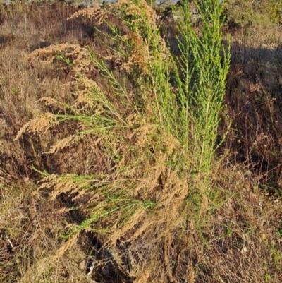 Cassinia sifton (Sifton Bush, Chinese Shrub) at Wanniassa Hill - 27 Jul 2023 by LPadg