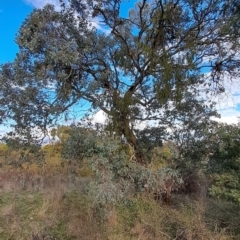 Eucalyptus polyanthemos subsp. polyanthemos (Red Box) at Tuggeranong, ACT - 27 Jul 2023 by LPadg