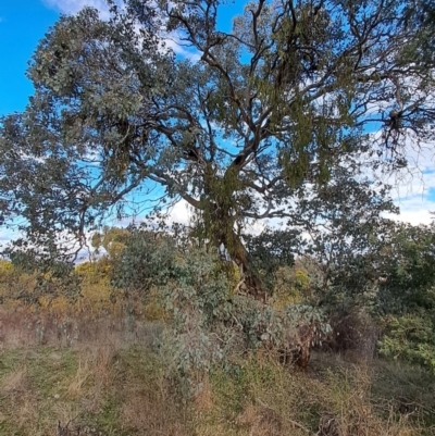 Eucalyptus polyanthemos subsp. polyanthemos (Red Box) at Tuggeranong, ACT - 27 Jul 2023 by LPadg