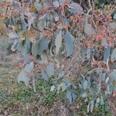 Eucalyptus polyanthemos subsp. polyanthemos at Wanniassa Hill - 28 Jul 2023