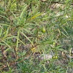 Solanum linearifolium (Kangaroo Apple) at Tuggeranong, ACT - 28 Jul 2023 by LPadg