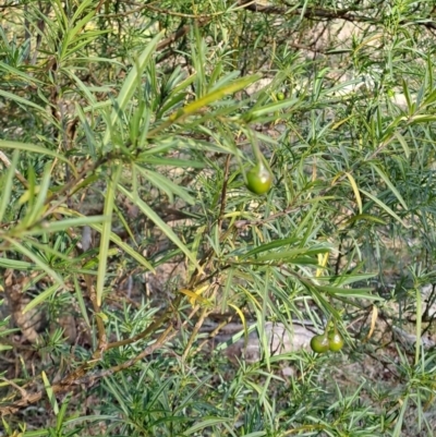 Solanum linearifolium (Kangaroo Apple) at Tuggeranong, ACT - 28 Jul 2023 by LPadg