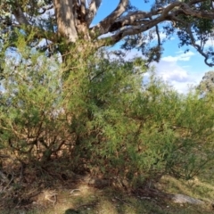 Solanum linearifolium at Tuggeranong, ACT - 28 Jul 2023 09:02 AM