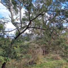 Acacia mearnsii (Black Wattle) at Wanniassa Hill - 27 Jul 2023 by LPadg