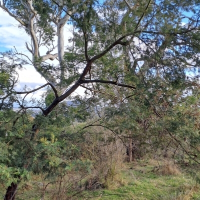 Acacia mearnsii (Black Wattle) at Wanniassa Hill - 27 Jul 2023 by LPadg