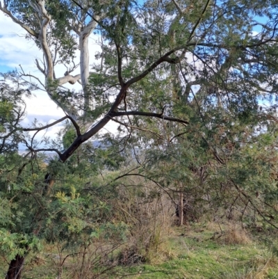 Acacia mearnsii (Black Wattle) at Tuggeranong, ACT - 28 Jul 2023 by LPadg