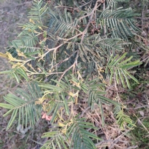 Acacia mearnsii at Tuggeranong, ACT - 28 Jul 2023