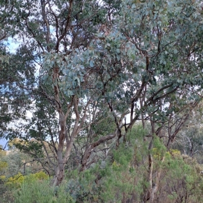 Eucalyptus polyanthemos subsp. polyanthemos (Red Box) at Fadden, ACT - 27 Jul 2023 by LPadg