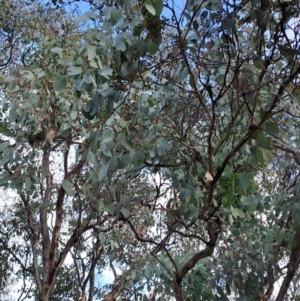 Eucalyptus polyanthemos subsp. polyanthemos at Wanniassa Hill - 28 Jul 2023