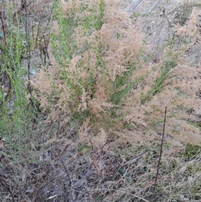 Cassinia sifton (Sifton Bush, Chinese Shrub) at Tuggeranong, ACT - 28 Jul 2023 by LPadg