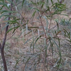 Acacia implexa (Hickory Wattle, Lightwood) at Tuggeranong, ACT - 28 Jul 2023 by LPadg