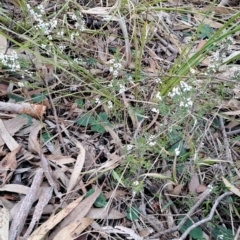 Cryptandra amara (Bitter Cryptandra) at Tuggeranong, ACT - 27 Jul 2023 by LPadg