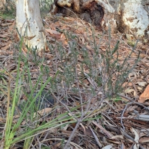 Dillwynia sericea at Tuggeranong, ACT - 28 Jul 2023 09:09 AM