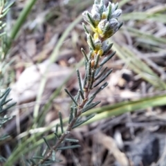 Dillwynia sericea at Tuggeranong, ACT - 28 Jul 2023