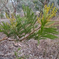 Acacia decurrens (Green Wattle) at Fadden, ACT - 28 Jul 2023 by LPadg