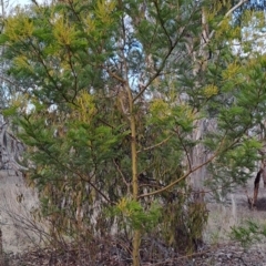 Acacia decurrens at Fadden, ACT - 28 Jul 2023 08:22 AM