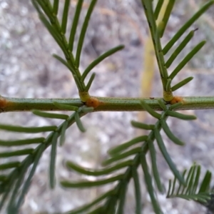 Acacia decurrens at Fadden, ACT - 28 Jul 2023