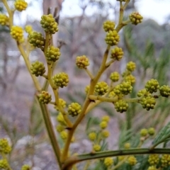 Acacia decurrens at Fadden, ACT - 28 Jul 2023 08:22 AM