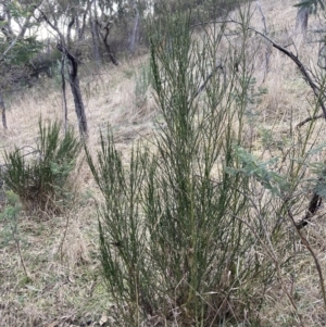 Cytisus scoparius subsp. scoparius at Fadden, ACT - 16 Jul 2023