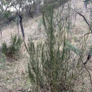 Cytisus scoparius subsp. scoparius at Fadden, ACT - 16 Jul 2023 04:35 PM