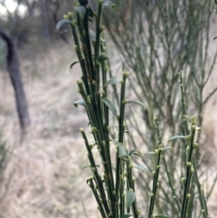 Cytisus scoparius subsp. scoparius at Fadden, ACT - 16 Jul 2023