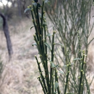 Cytisus scoparius subsp. scoparius at Fadden, ACT - 16 Jul 2023 04:35 PM