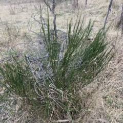 Cytisus scoparius subsp. scoparius at Fadden, ACT - 16 Jul 2023