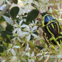 Bursaria spinosa (Native Blackthorn, Sweet Bursaria) at Conder, ACT - 9 Jan 2023 by michaelb