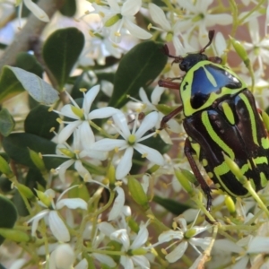 Bursaria spinosa at Conder, ACT - 9 Jan 2023 04:26 PM