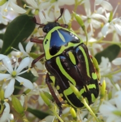 Eupoecila australasiae (Fiddler Beetle) at Conder, ACT - 9 Jan 2023 by michaelb