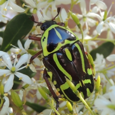 Eupoecila australasiae (Fiddler Beetle) at Conder, ACT - 9 Jan 2023 by michaelb