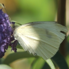 Pieris rapae (Cabbage White) at Conder, ACT - 10 Jan 2023 by MichaelBedingfield