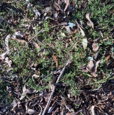 Einadia nutans subsp. nutans (Climbing Saltbush) at Emu Creek - 28 Jul 2023 by JohnGiacon