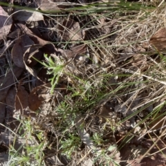 Vittadinia muelleri (Narrow-leafed New Holland Daisy) at Belconnen, ACT - 27 Jul 2023 by JohnGiacon