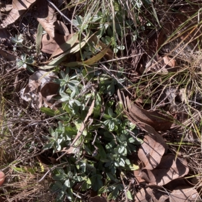 Gamochaeta sp. (Cudweed) at Emu Creek - 27 Jul 2023 by JohnGiacon