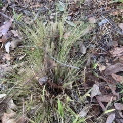 Nassella trichotoma (Serrated Tussock) at Belconnen, ACT - 27 Jul 2023 by JohnGiacon