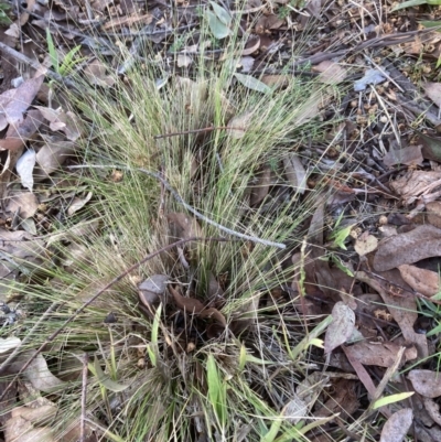 Nassella trichotoma (Serrated Tussock) at Belconnen, ACT - 27 Jul 2023 by JohnGiacon