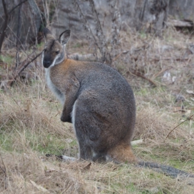 Notamacropus rufogriseus (Red-necked Wallaby) at Woodstock Nature Reserve - 28 Jul 2023 by wombey