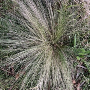 Nassella trichotoma at Hackett, ACT - 27 Jul 2023