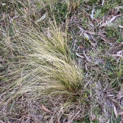 Nassella trichotoma (Serrated Tussock) at Hackett, ACT - 27 Jul 2023 by waltraud